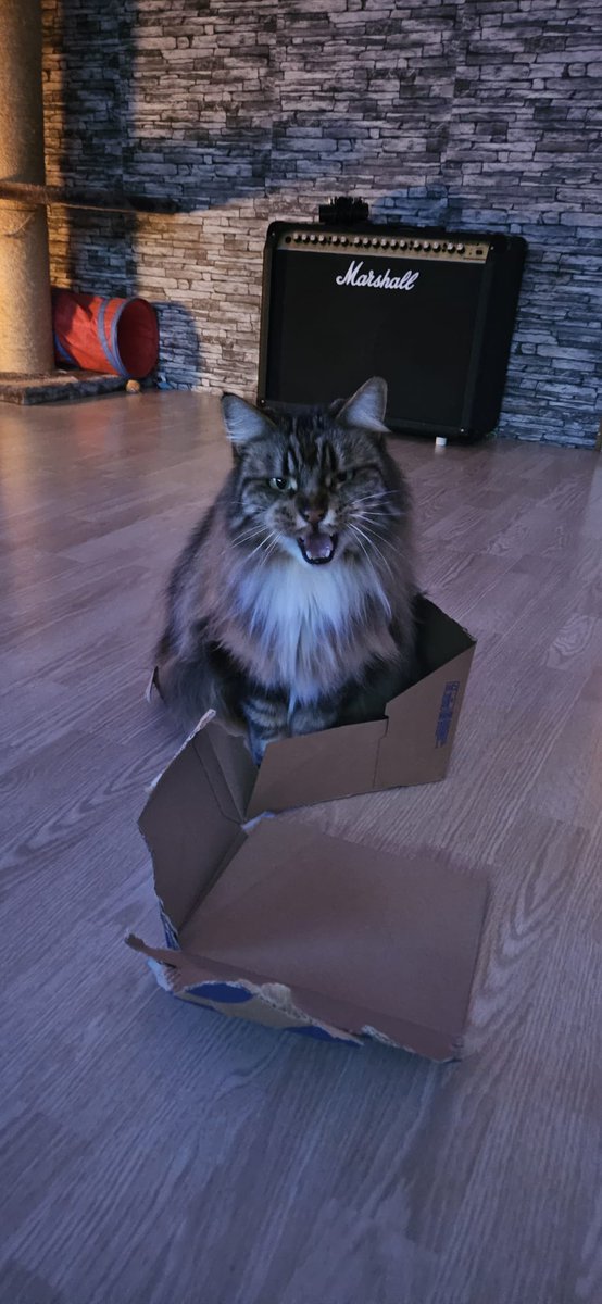 Marley🐾 tweet media