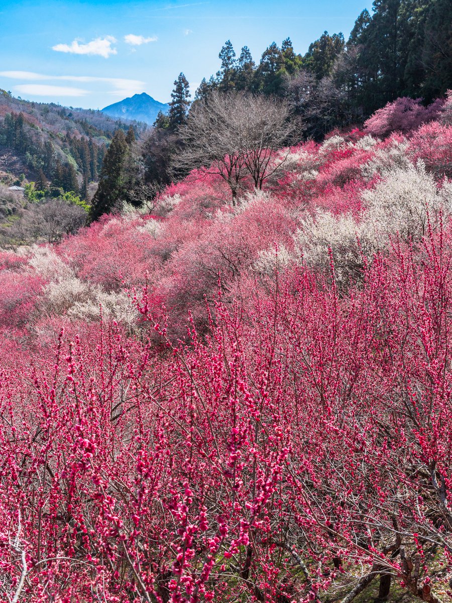 𝚋𝚒𝚛𝚍 tweet media