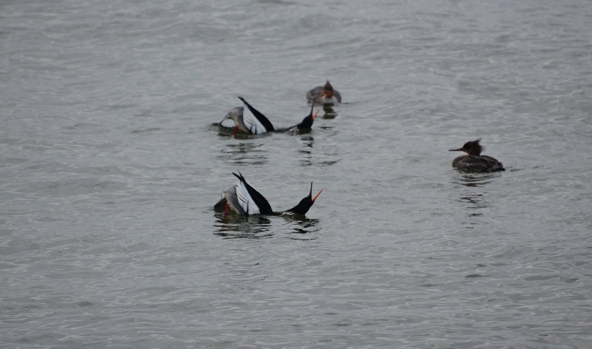 JaroJank's tweet photo. Szlachar (Mergus serrator)
#Mergusserrator #ornitho #birdwatchers #birding #birdwatching #seabirds #waterbirds #bestbirdshots #birdphotography #birdpics #wildbirds #BirdsOfTwitter #BirdTwitter #twitterbirds #TwitterNatureCommunity #BalticSeaRegion #Poland #BirdsSeenIn2026 https://t.co/DchkFcglbu