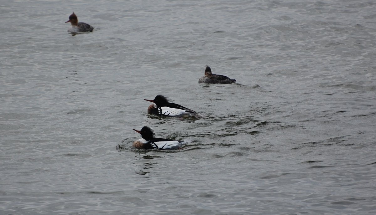 JaroJank's tweet photo. Szlachar (Mergus serrator)
#Mergusserrator #ornitho #birdwatchers #birding #birdwatching #seabirds #waterbirds #bestbirdshots #birdphotography #birdpics #wildbirds #BirdsOfTwitter #BirdTwitter #twitterbirds #TwitterNatureCommunity #BalticSeaRegion #Poland #BirdsSeenIn2026 https://t.co/DchkFcglbu