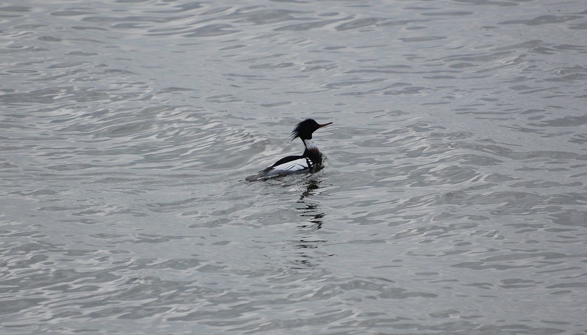JaroJank's tweet photo. Szlachar (Mergus serrator)
#Mergusserrator #ornitho #birdwatchers #birding #birdwatching #seabirds #waterbirds #bestbirdshots #birdphotography #birdpics #wildbirds #BirdsOfTwitter #BirdTwitter #twitterbirds #TwitterNatureCommunity #BalticSeaRegion #Poland #BirdsSeenIn2026 https://t.co/DchkFcglbu