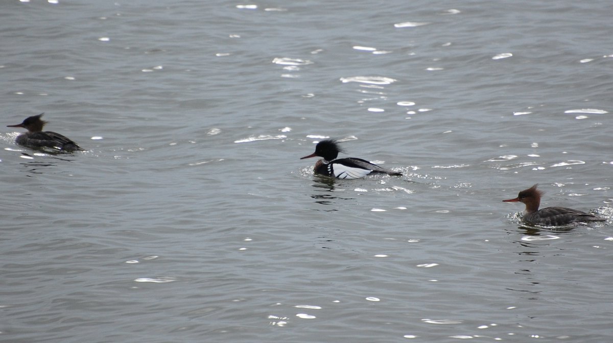 JaroJank's tweet photo. Szlachar (Mergus serrator)
#Mergusserrator #ornitho #birdwatchers #birding #birdwatching #seabirds #waterbirds #bestbirdshots #birdphotography #birdpics #wildbirds #BirdsOfTwitter #BirdTwitter #twitterbirds #TwitterNatureCommunity #BalticSeaRegion #Poland #BirdsSeenIn2026 https://t.co/DchkFcglbu