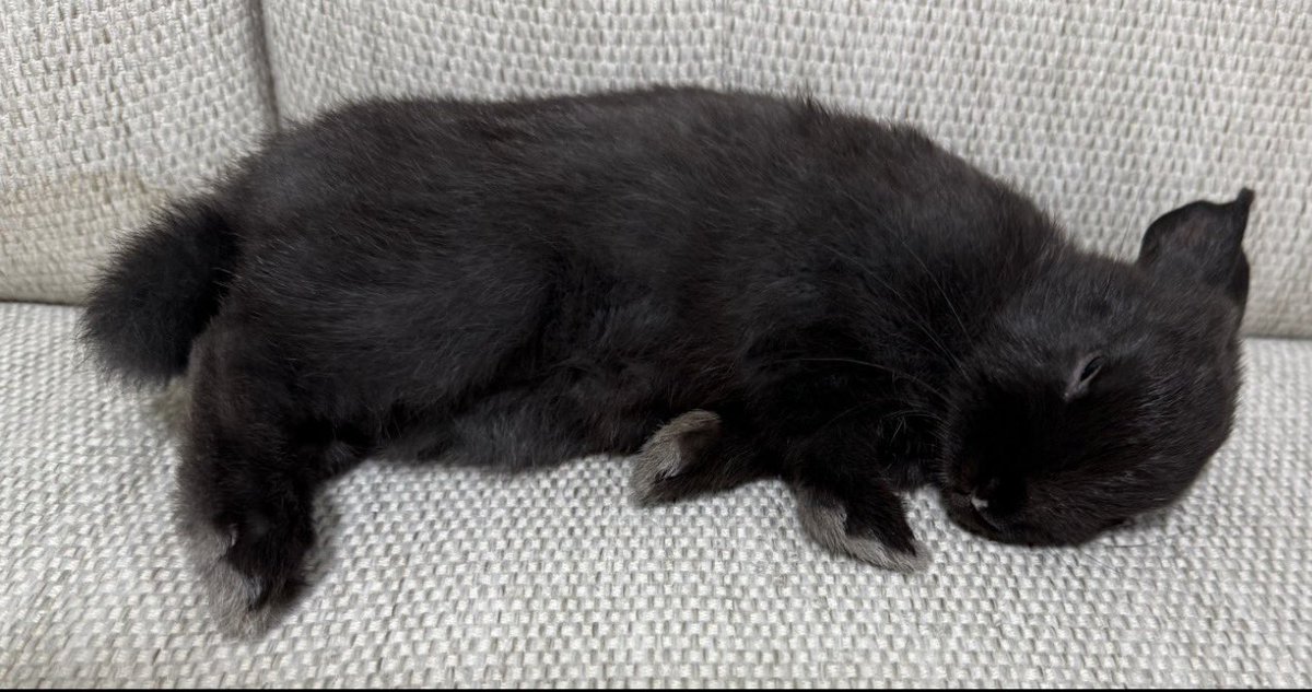 金の栗饅頭&黒豆 tweet media