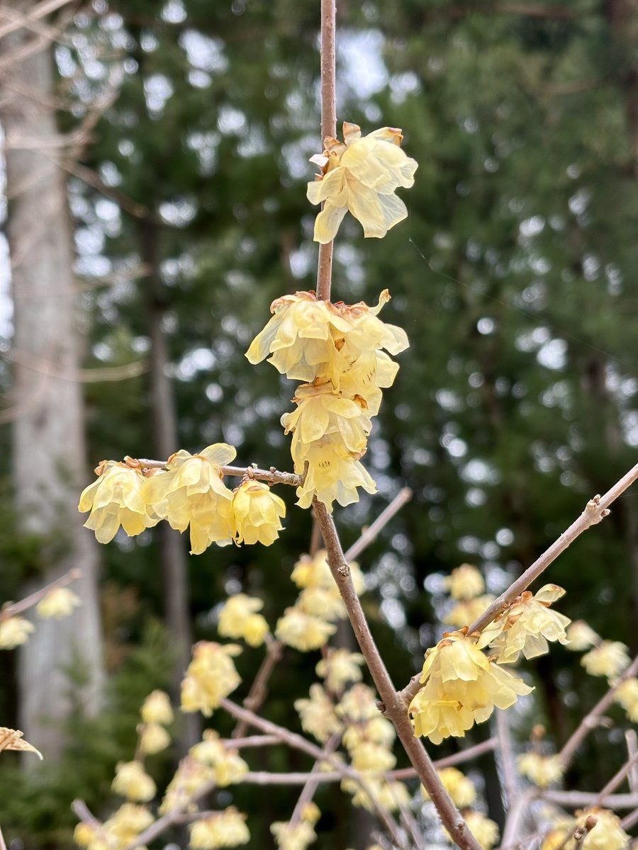 楽峰(画家&写真家) tweet media