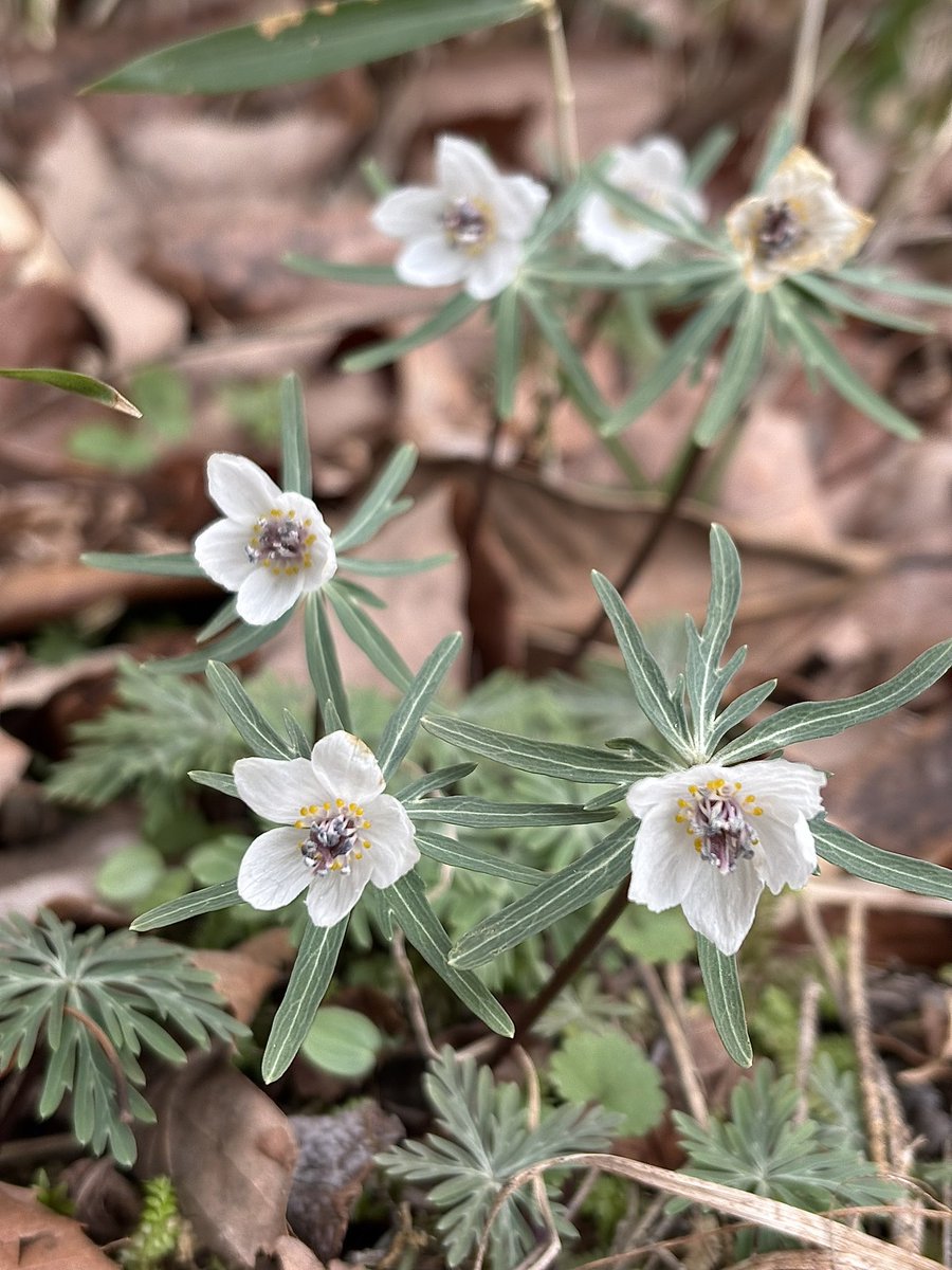 楽峰(画家&写真家) tweet media