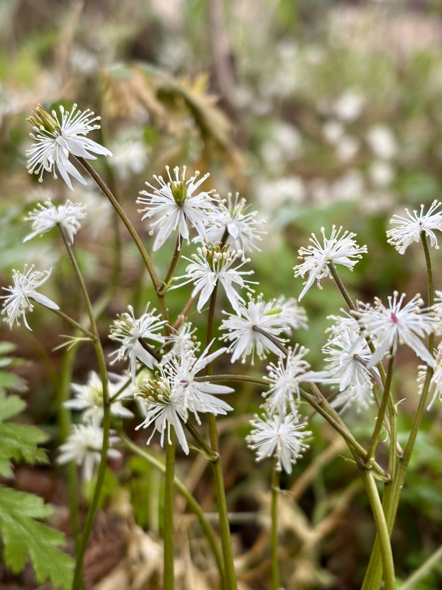 楽峰(画家&写真家) tweet media