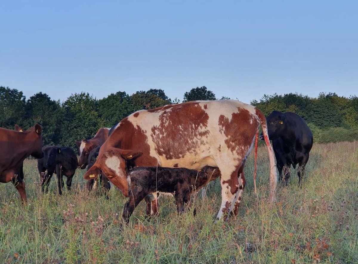If you invented a machine that could:

- Restore degraded land
- Build topsoil
- Sequester carbon
- Produce fertiliser
- Create complete protein
- Generate its own fuel
- Reproduce itself
- Require zero electricity

You'd win the Nobel peace prize.

Instead, we blame them for