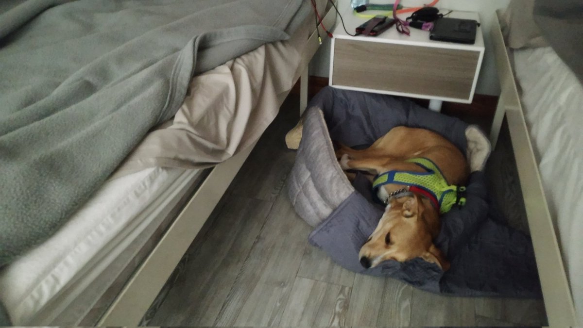 Hoots Môn tweet media