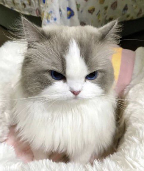 тити tweet media