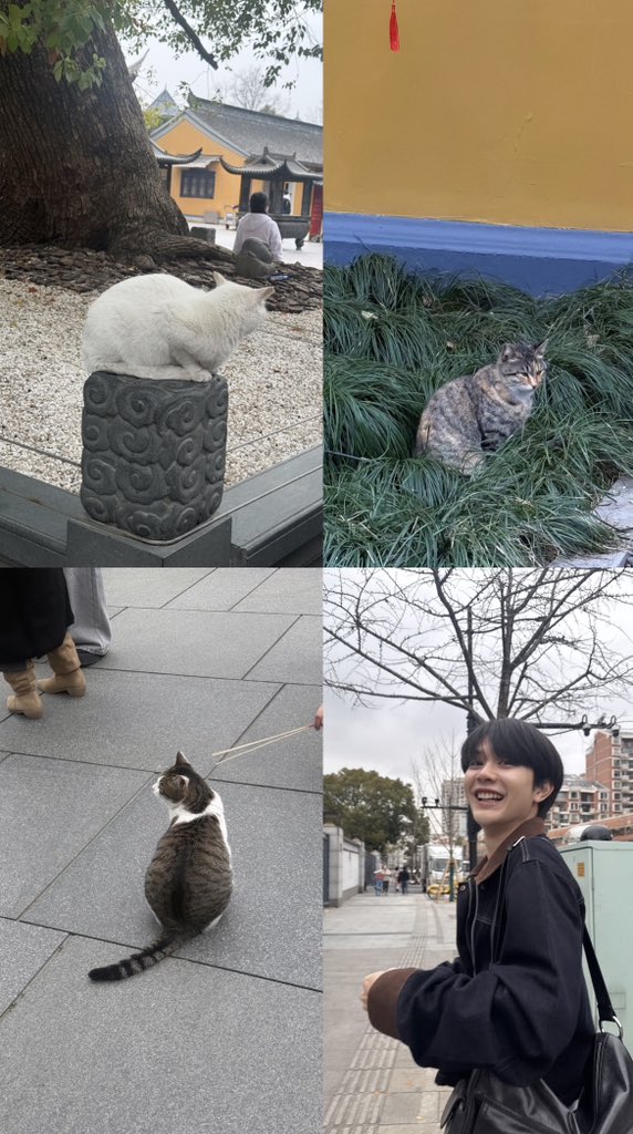 แมวของบวอะเนอะ