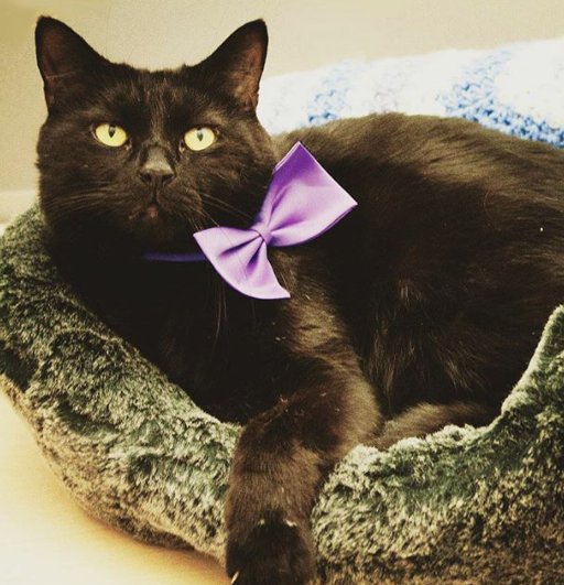 Gladstone 🇺🇦 tweet media