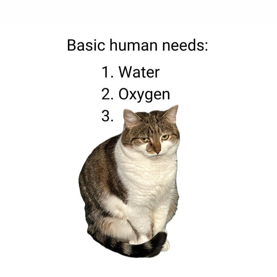 Tweets Of Cats tweet media