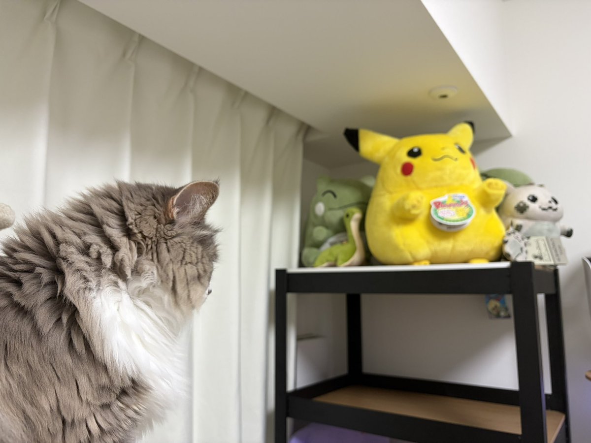 れくーしぇ tweet media