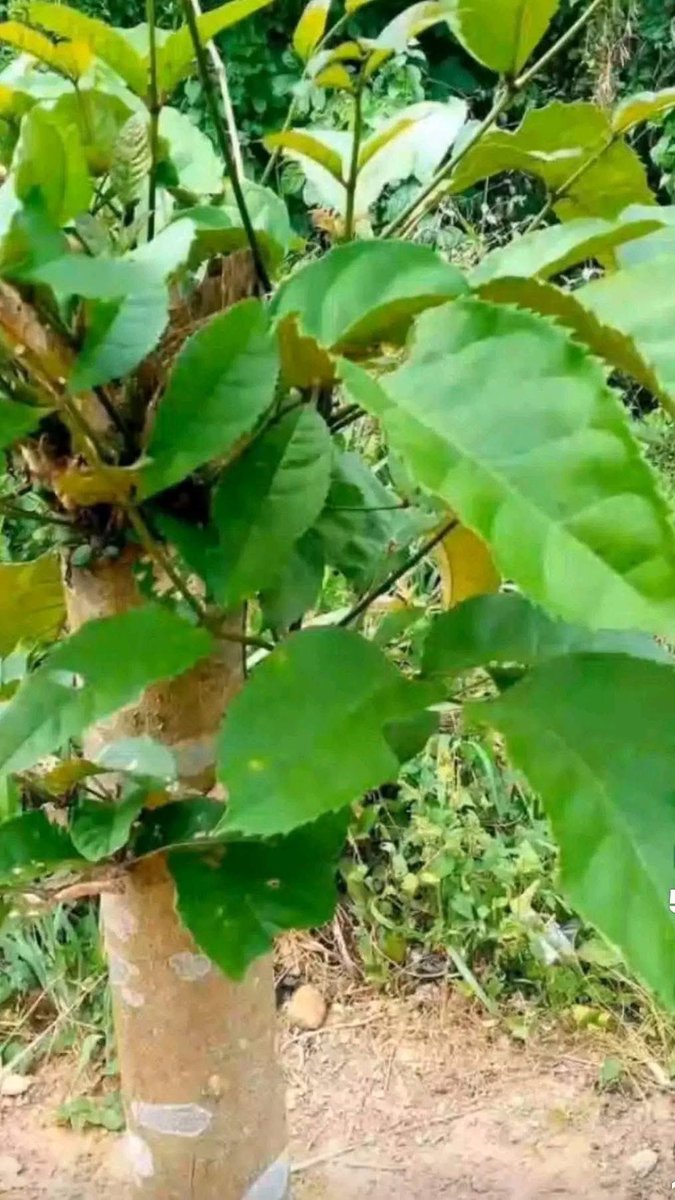 This is the fertility leaf that makes every woman pregnant. No matter what the problem is. That's why it's called fertility leaf 🌿
You will enter April with pregnancy 
I see you pregnant before April 😭🙏😭🫄