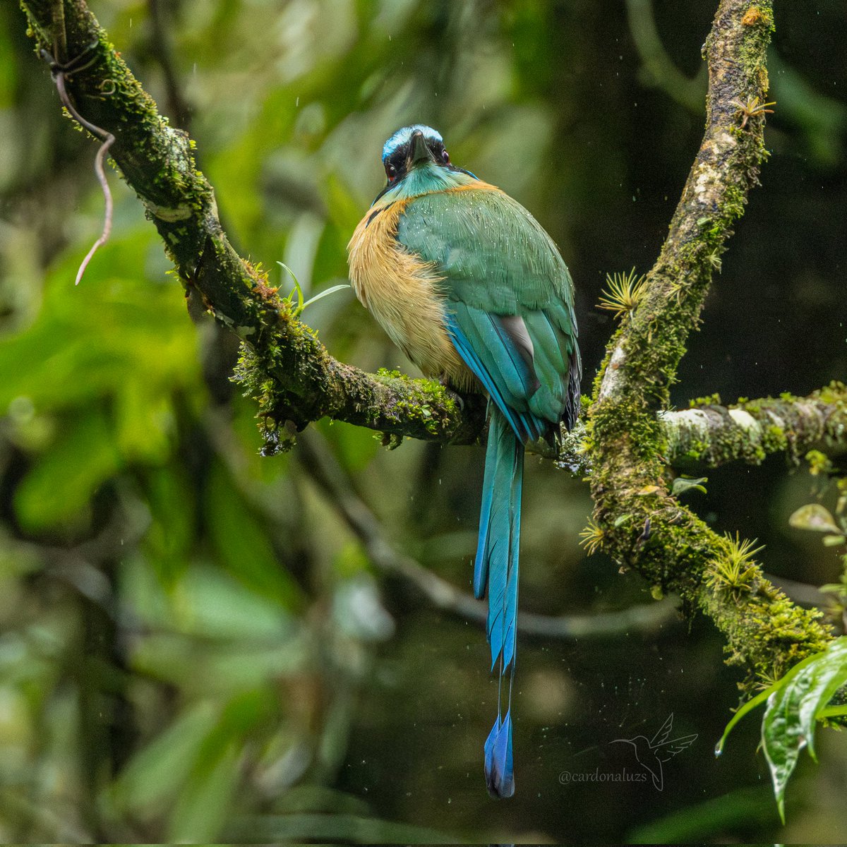 Luz Sthella Cardona M tweet media