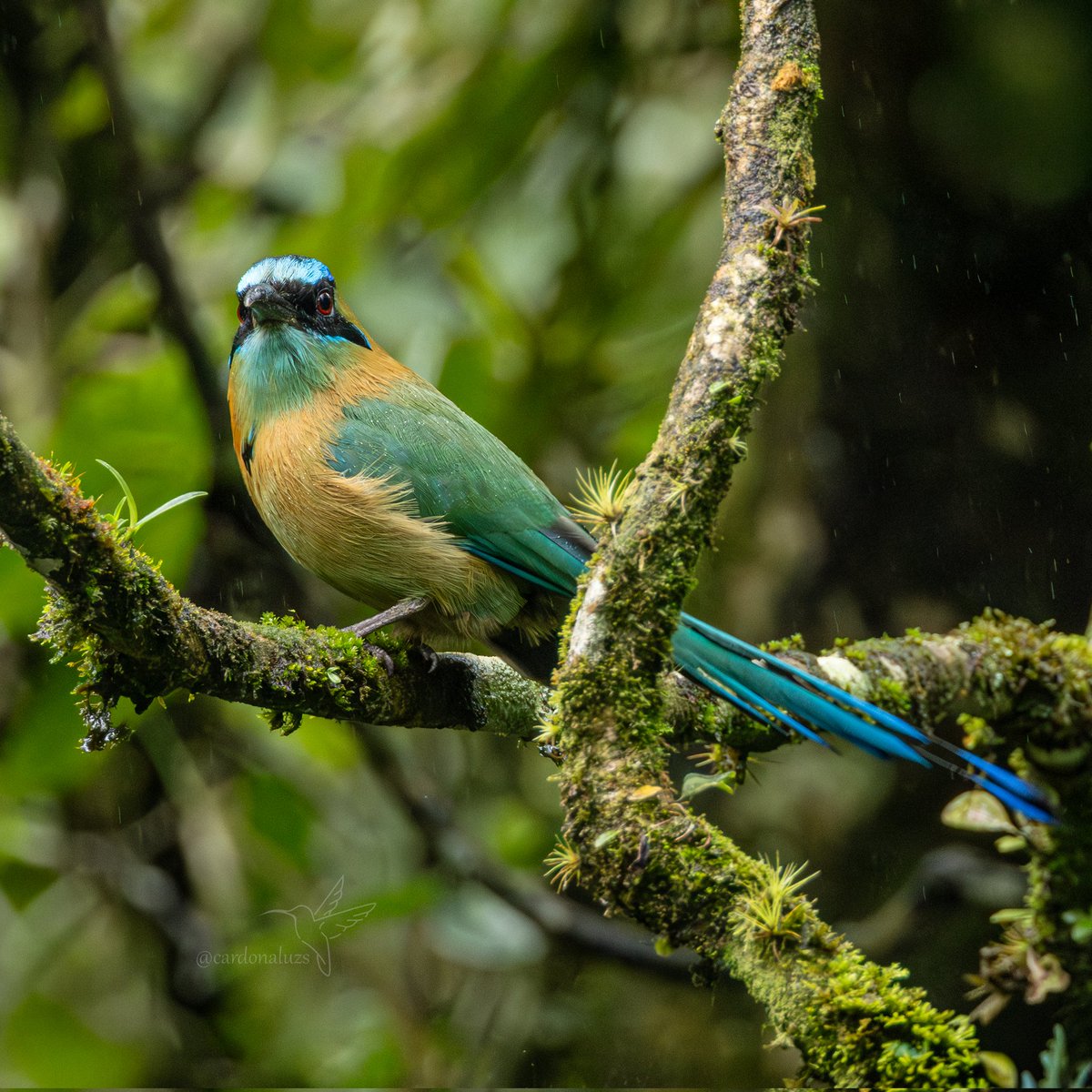 Luz Sthella Cardona M tweet media