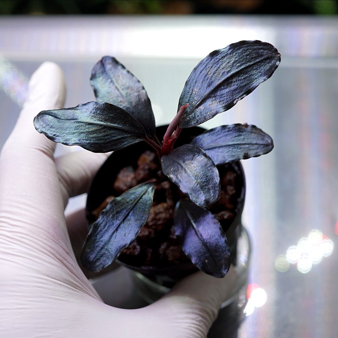 ブルーゲッコーラボ tweet media