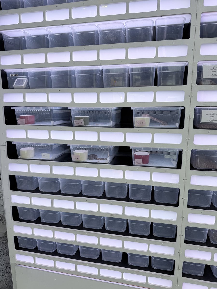 The Origin 古荘智彬 tweet media