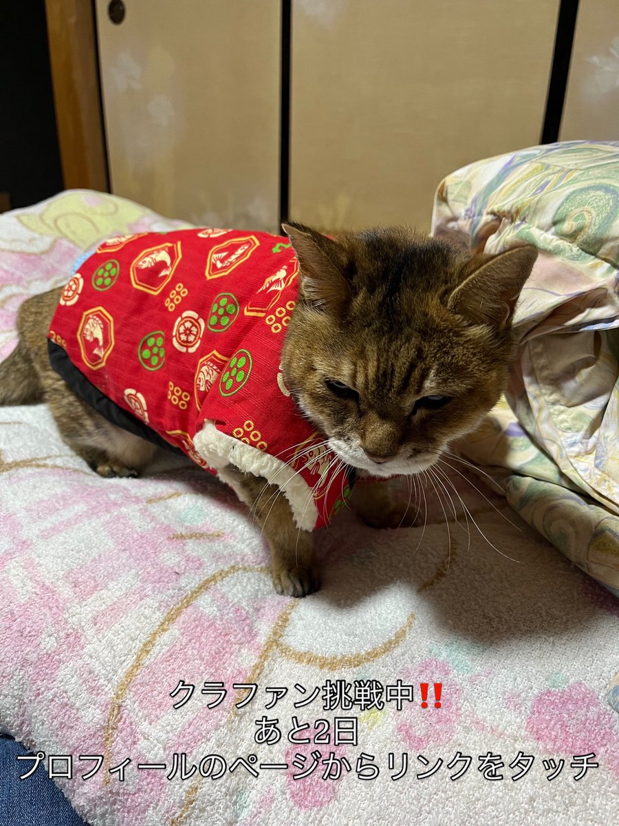 k3shory's tweet photo. 以前に出演したこちらの猫さんが1番見られている猫さんになります。今回多数の出演して頂いたペットさんには、感謝申し上げます。また見て頂いた全ての方々、ご支援頂きました方々には合わせて感謝申し上げます。クラファン挑戦中！
#老犬 #老猫 #高齢ペットの健康管理 #クラファン挑戦中 https://t.co/aZ8lu9jT91