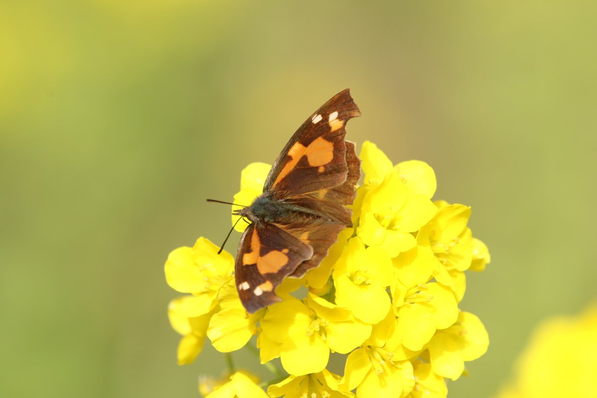 岳(だけぶき)蕗 tweet media