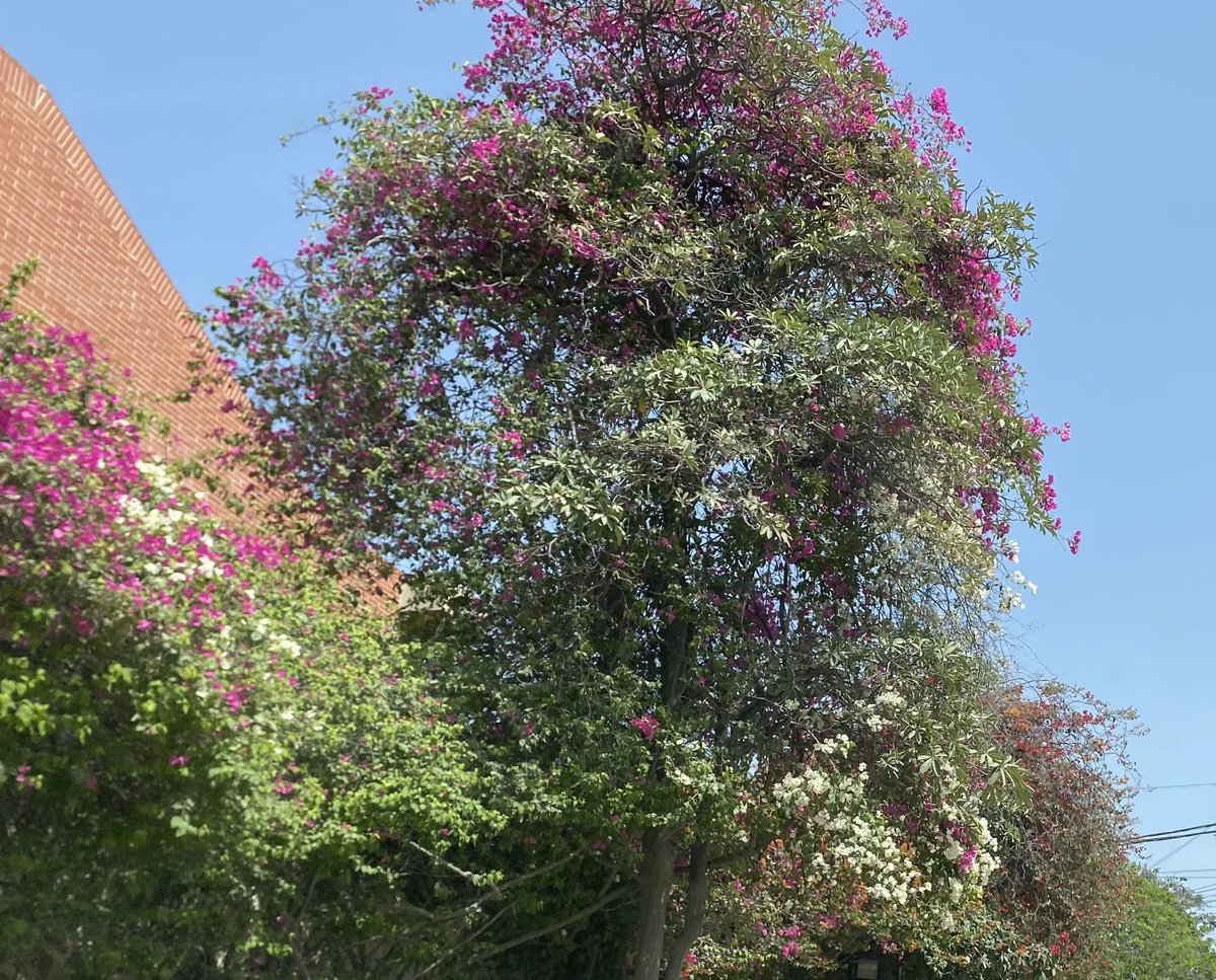 omar r quraishi tweet media