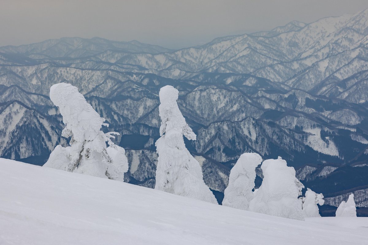 007beniya's tweet photo. 秋田・森吉山に広がる、白い世界。

厳しい冬の風と雪がつくり出した
巨大な「樹氷（スノーモンスター）」たち。

静かな雪原に立つその姿は、
まるで別の惑星の景色のようでした。

#森吉山
#森吉山樹氷
#樹氷
#スノーモンスター
#秋田
#秋田県
#日本の絶景
#雪景色
#冬の絶景
#自然の造形 https://t.co/e0z1tALrHr