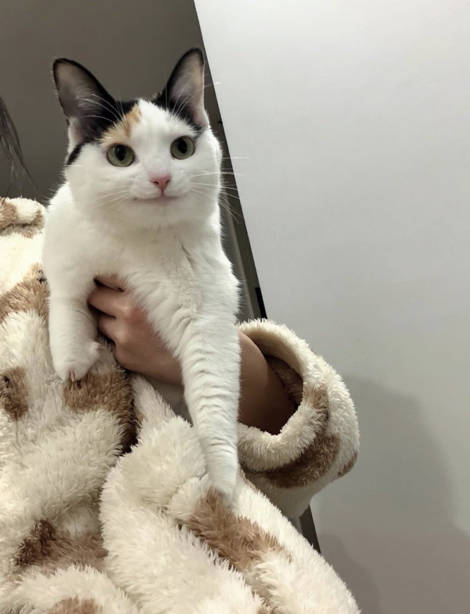 원트 말고 다른 고양이 또 발견했는데 얘도 너무 귀여움 ㅜ ㅜ
진짜 표정이 으쓱! 그 자체야 스스로 대견해서 어쩔 줄 몰라 보이는 입꼬리와 눈매임 너무 사랑스러워~