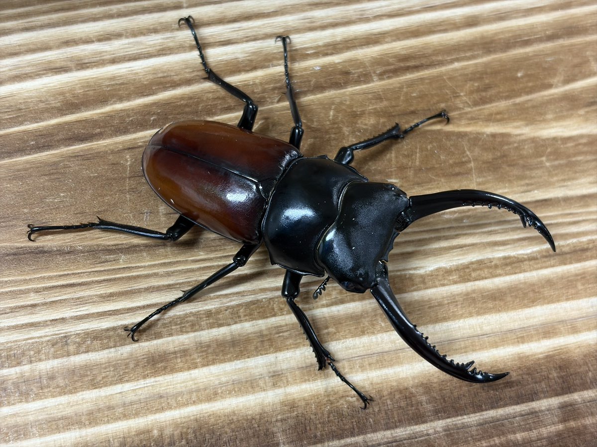 オオクワガタ82㍉ペア取引中❗️ 新入荷‼️ □国産オオクワガタ 兵庫県川西市産 (奈良輪血統) CBペア