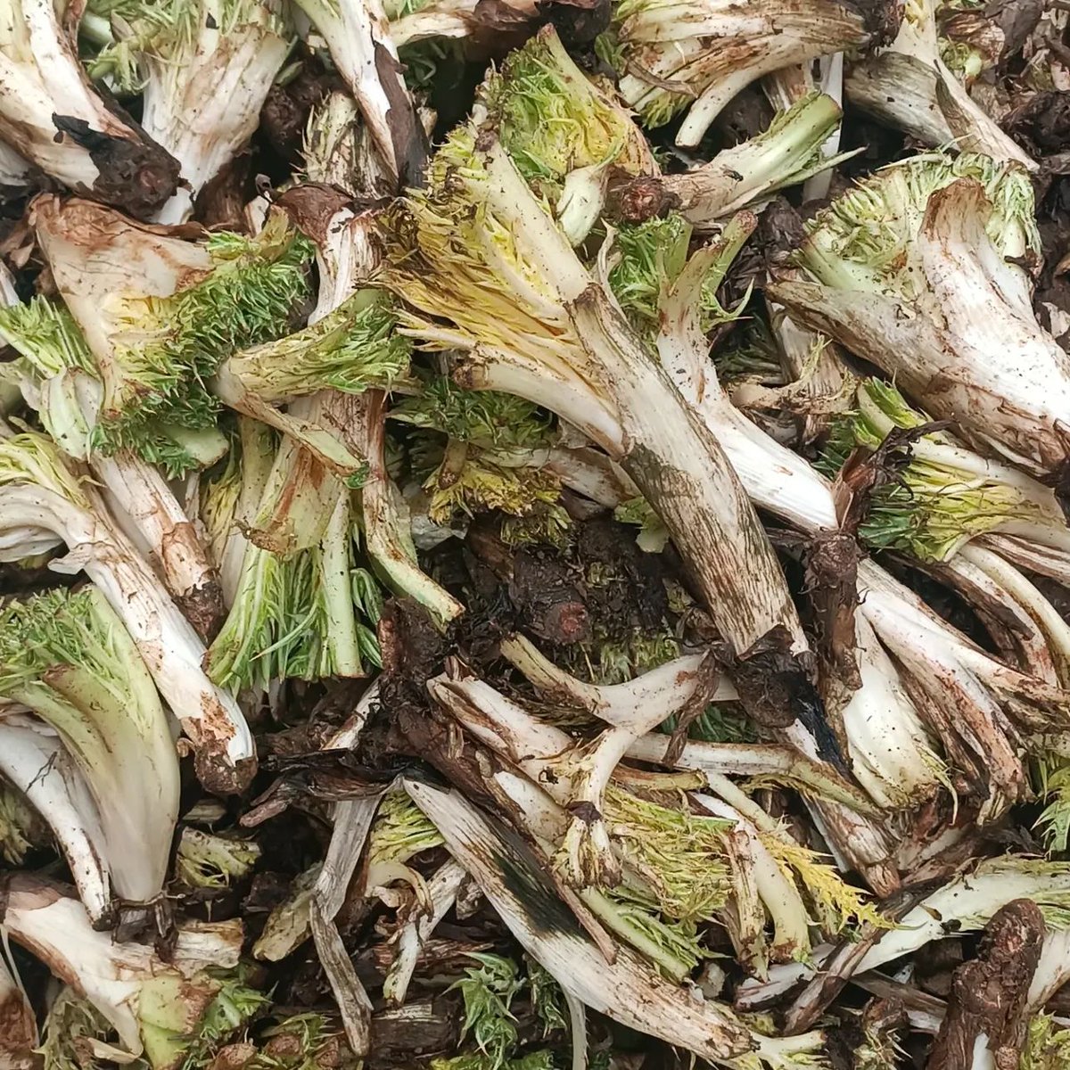 Made in kurdi 🎶 tweet media