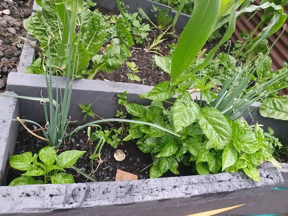 Ghislainkibanc1's tweet photo. Chaque parcelle cultivée raconte une histoire : celle de la relation entre homme , la terre et le climat. L'agronomie nous apprend à comprendre cette relation pour produire sans détruire. 

Votre petit fermier 🧑‍🌾 🇨🇩 @leParrainRDC @chauffeur243 @seigneurCHRIS01 @mbuyi_don https://t.co/McHRnvreMz