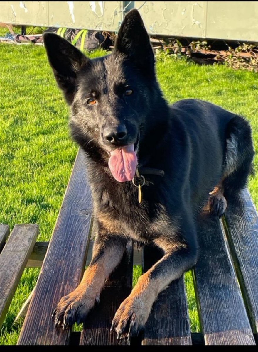 Mersey Police Dogs tweet media