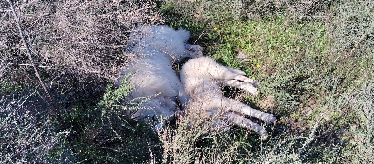 jordi teres tweet media