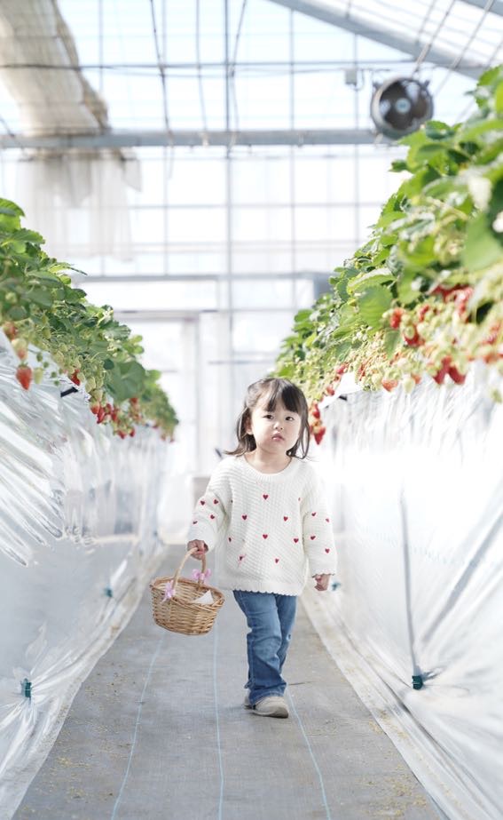 BerryBeanFARM0's tweet photo. 📸いちご畑で特別な撮影会開催🍓

先日、いちご狩り撮影会を開催しました📷✨
真っ赤ないちごに囲まれ、みなさんとても素敵な笑顔😊🍓

家族や友達、カップルでの思い出づくりにもぴったりの時間でした✨
いちご畑の中で撮る写真はここでしか残せない特別な一枚になります📸＃いちご狩り ＃いちご農園 https://t.co/S7O52P6use