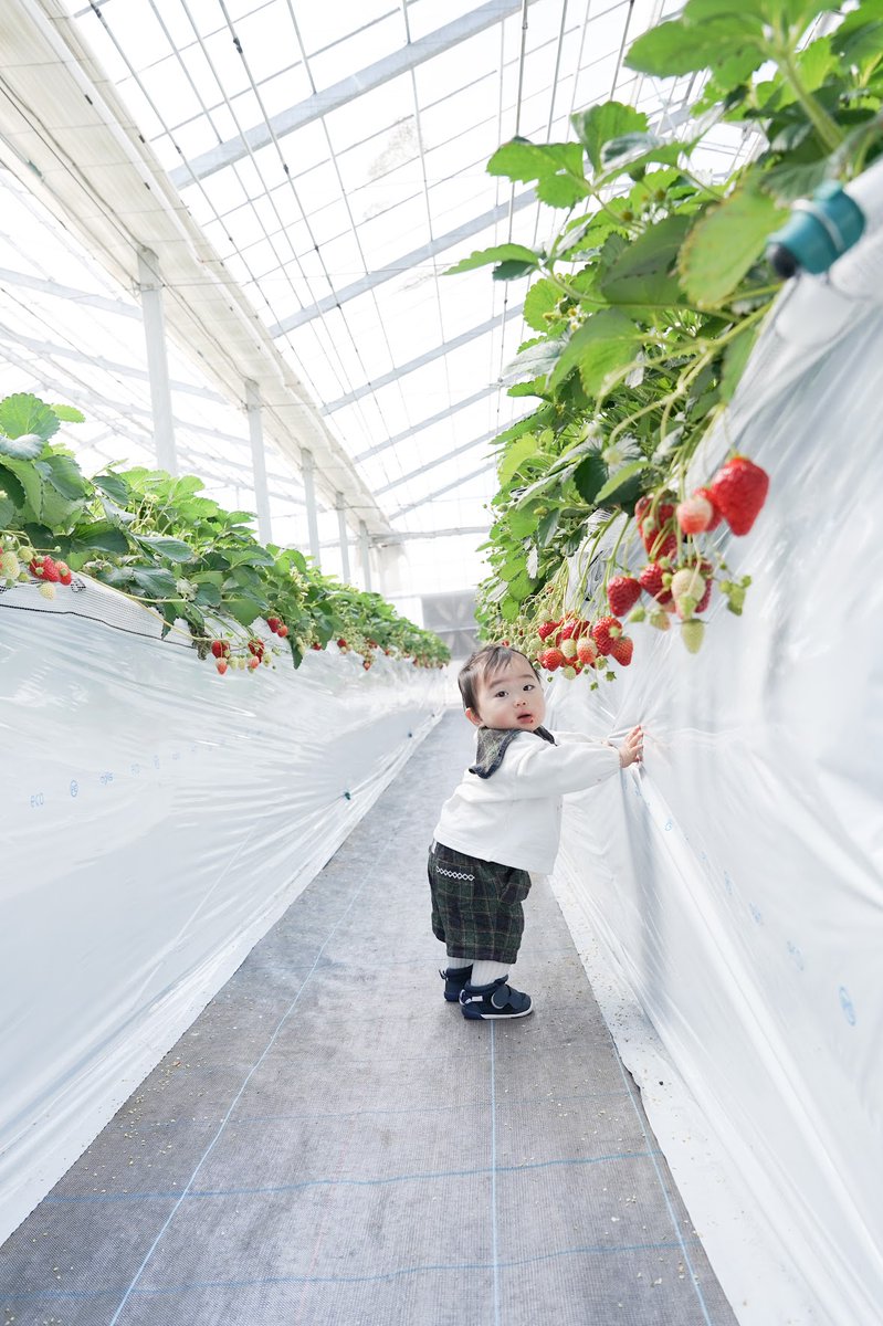 BerryBeanFARM0's tweet photo. 📸いちご畑で特別な撮影会開催🍓

先日、いちご狩り撮影会を開催しました📷✨
真っ赤ないちごに囲まれ、みなさんとても素敵な笑顔😊🍓

家族や友達、カップルでの思い出づくりにもぴったりの時間でした✨
いちご畑の中で撮る写真はここでしか残せない特別な一枚になります📸＃いちご狩り ＃いちご農園 https://t.co/S7O52P6use