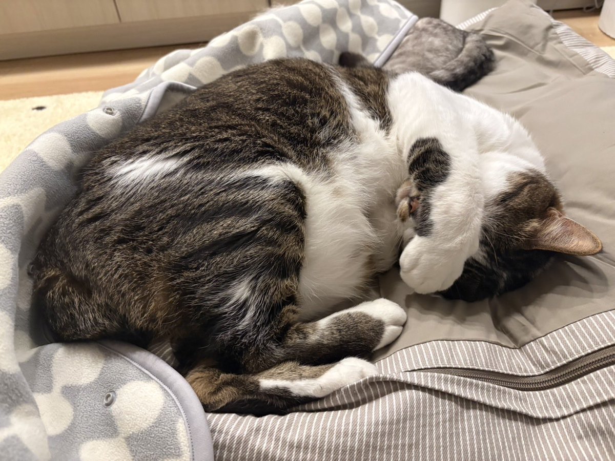 aroetomugi's tweet photo. #猫好きさんと繫がりたい 
#猫のいる暮らし 

平和な日曜日 https://t.co/U9DpY40GrQ