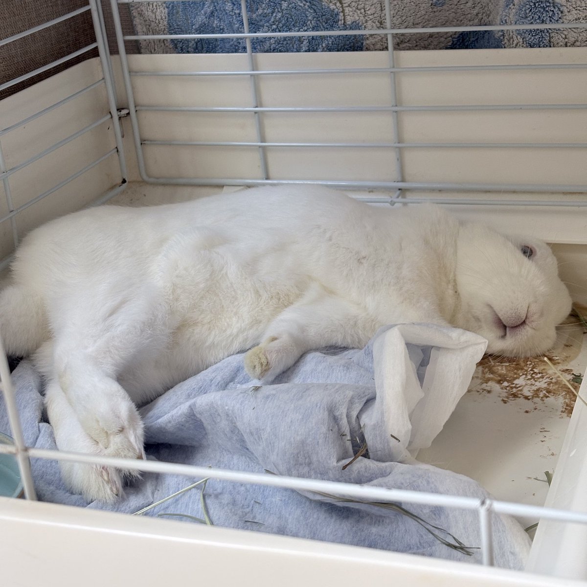 あっち向き　こっち向き