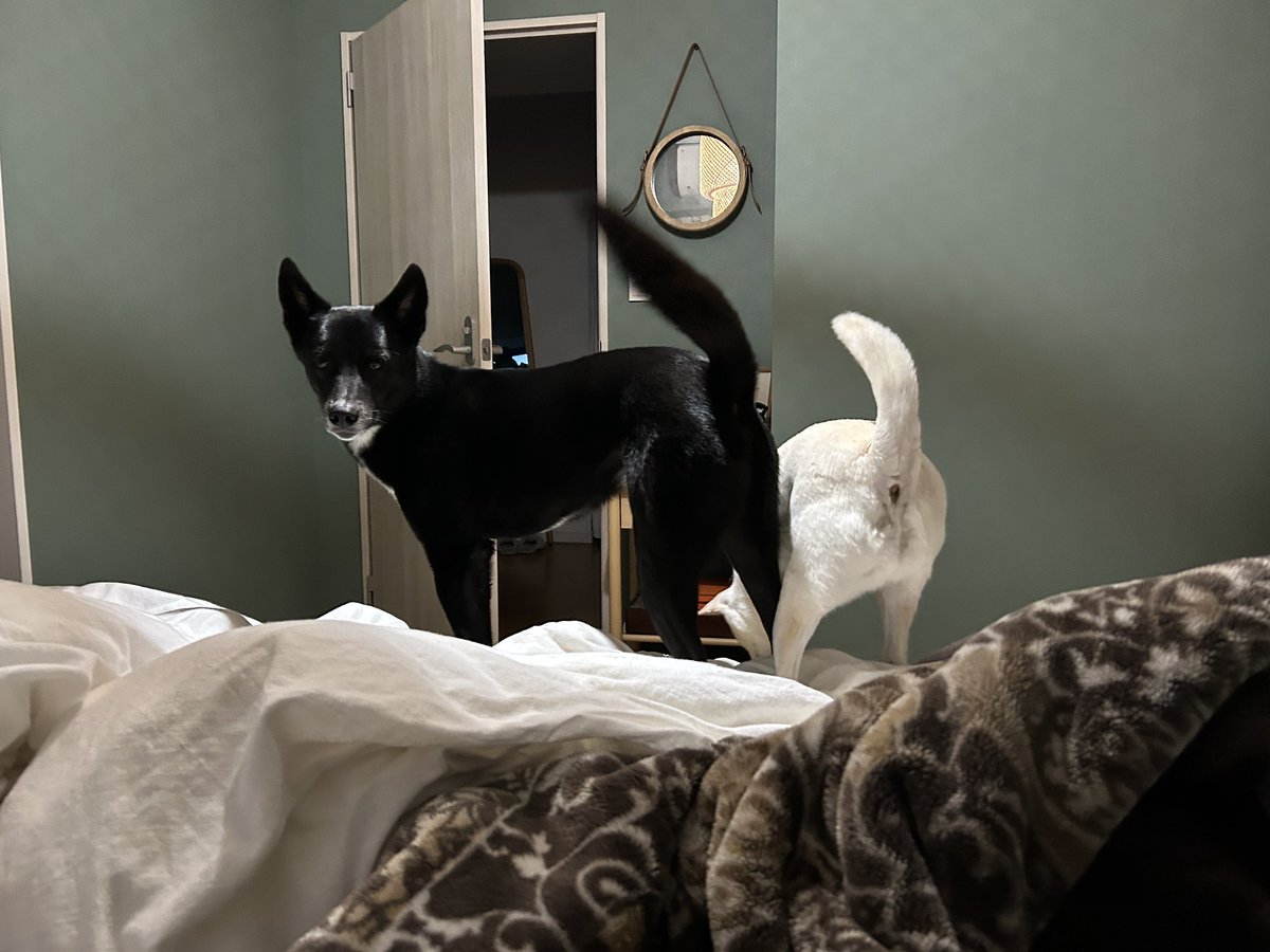 白と黒のいぬ tweet media