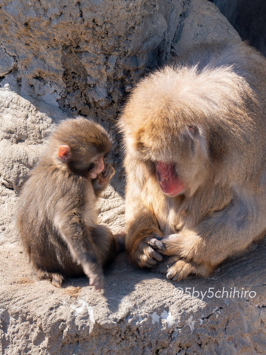 5by5chihiro's tweet photo. ショウガラゴを飼い始めてからお猿さんが大好きになって、密かに応援していたパンチくん。やっと会いに行けました。
写真はアトマルさんと寄り添ってる3月14日午前中のパンチくんです。
#がんばれパンチ
#市川市動植物園 https://t.co/5bC1AQrnNL