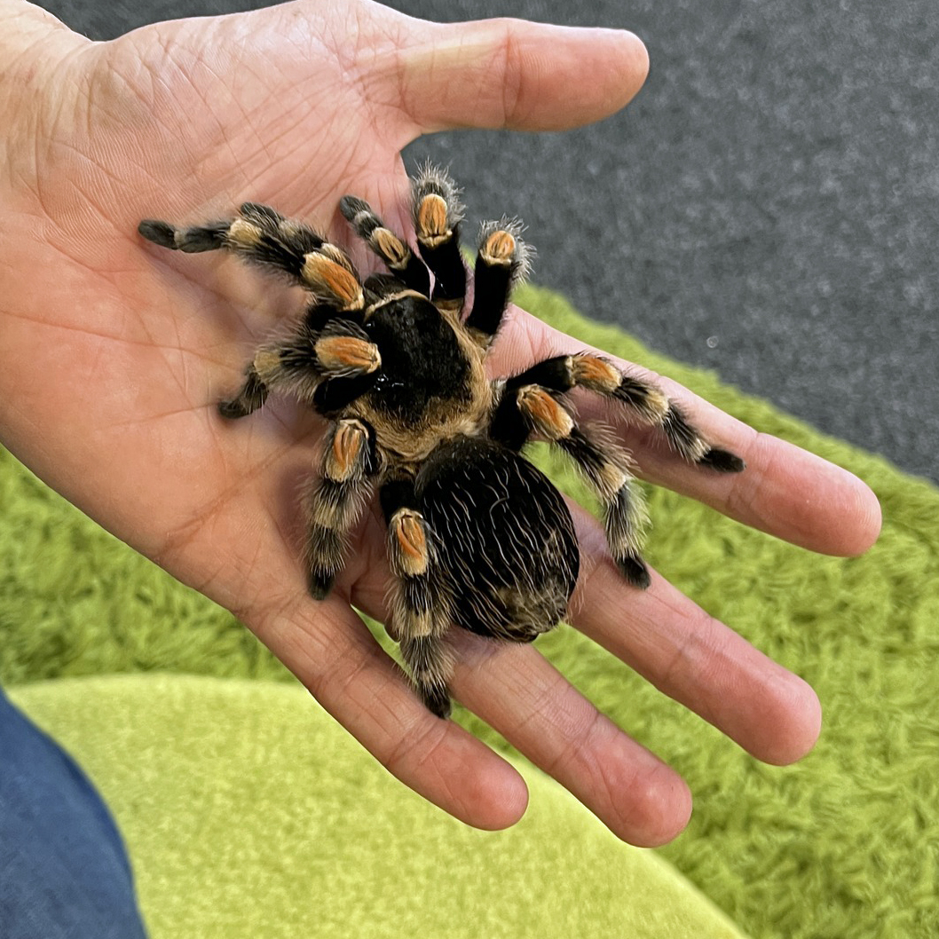 bugsnstuff.com tweet media