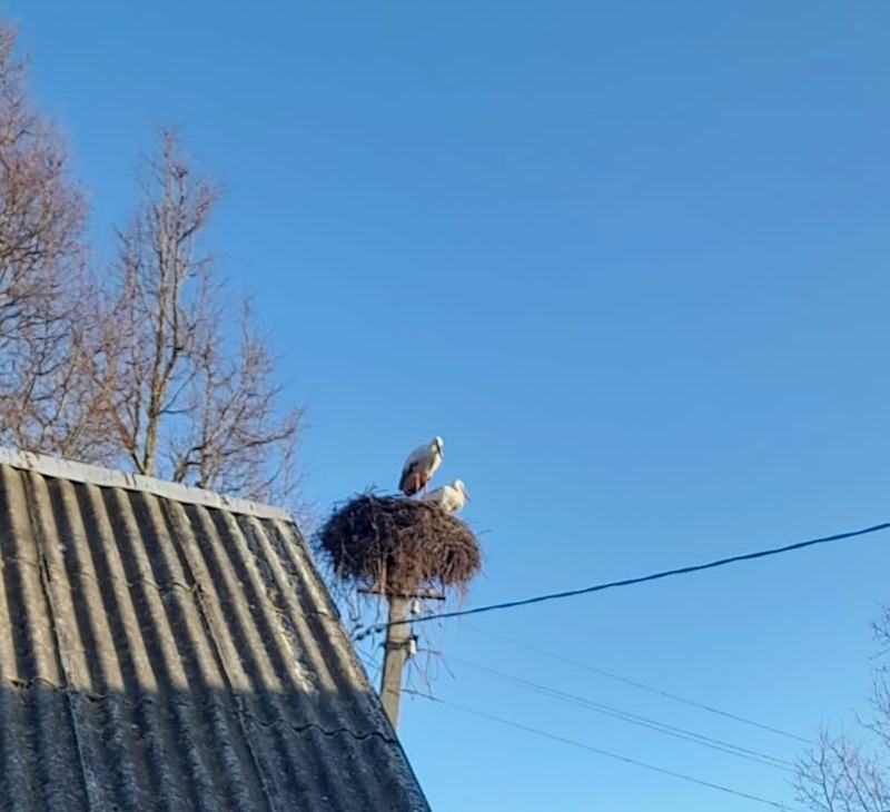 Vilis Bukšs tweet media