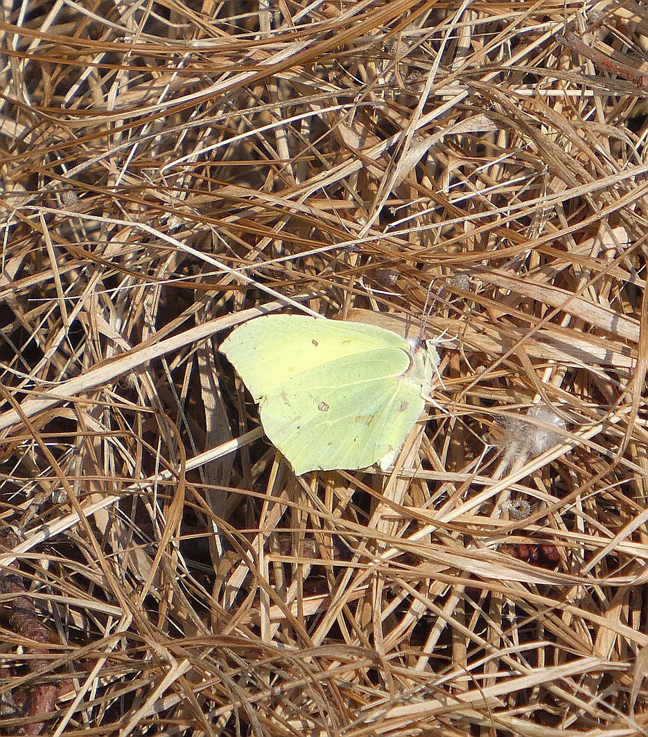 Vilis Bukšs tweet media