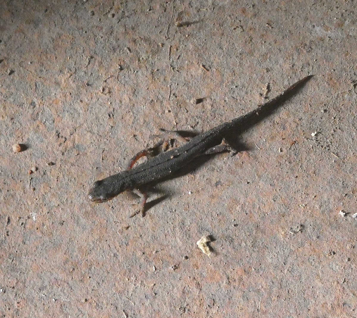 Vilis Bukšs tweet media