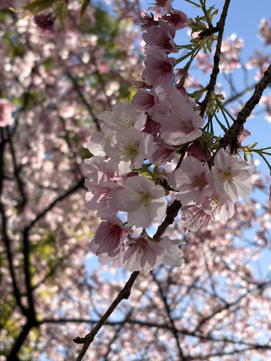 たぬき tweet media