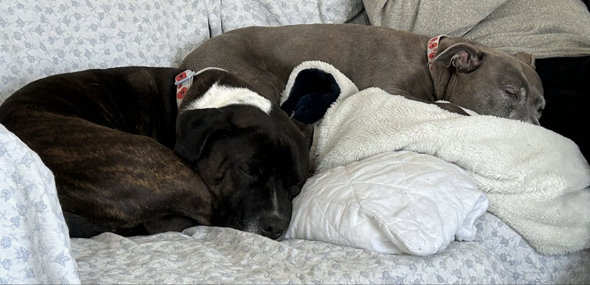 Sun is out, we have had brekkie, Dylan has had a walk along the beach and Daisy ambled along the promenade and back. All by 09:00. Now time for a snooze 🐶💤🐶💤