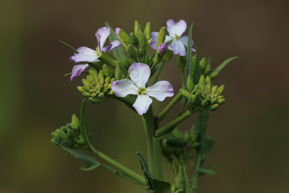 岳(だけぶき)蕗 tweet media