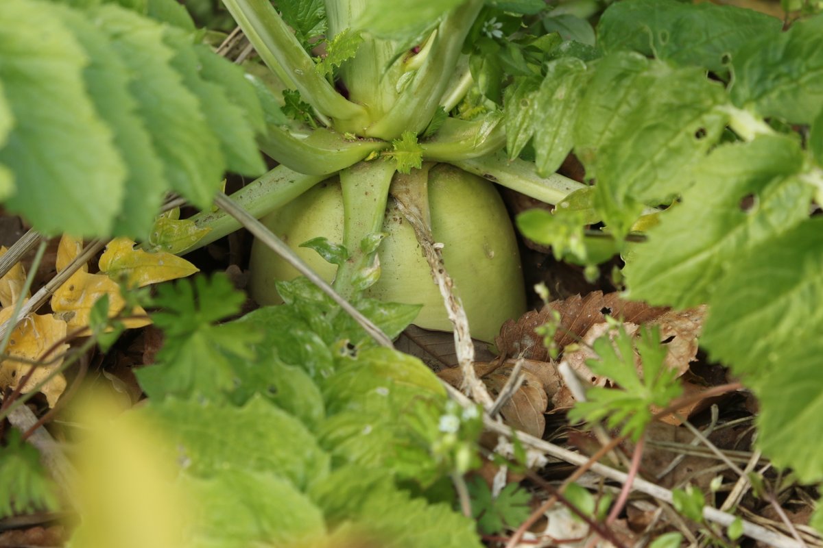 岳(だけぶき)蕗 tweet media