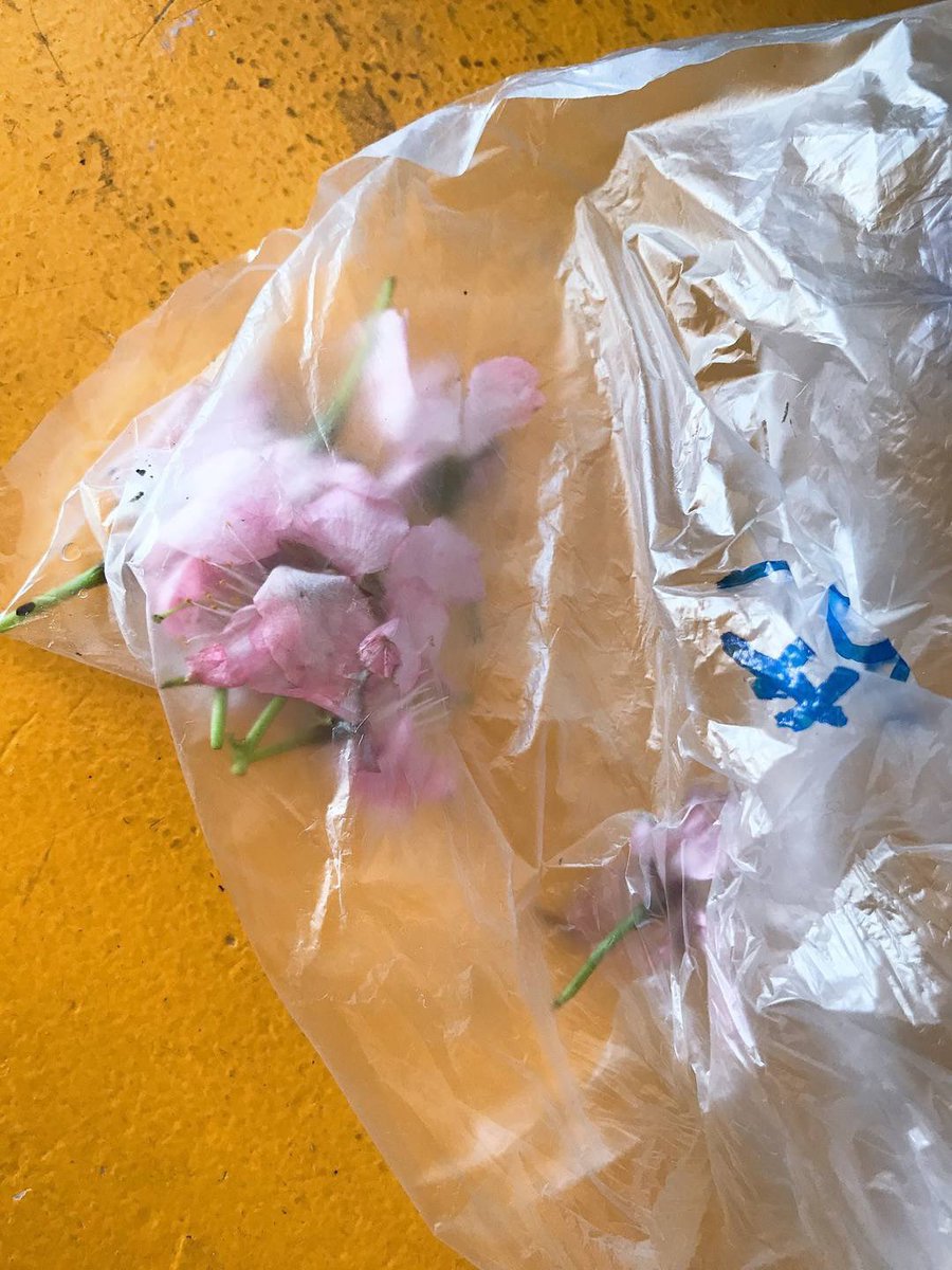 🌊🐧なみへー🍏🌫️⚔️🩵 tweet media