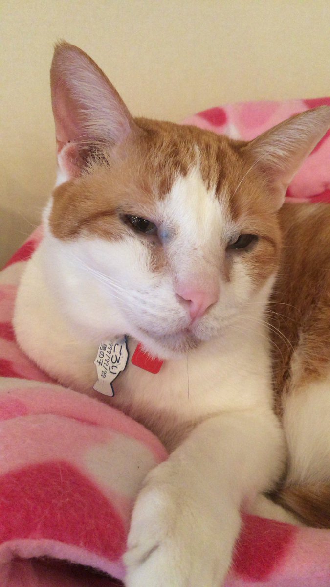 お膝営業はごろりくんが発端だったの初めて知って泣きました。
これは約10年前の写真です。
人間に愛され、ねこに愛され、ミーシスさんの礎を築いてくれてありがとう！
ずっと大好きだよ！

#ねこ自慢 
#ミーシス