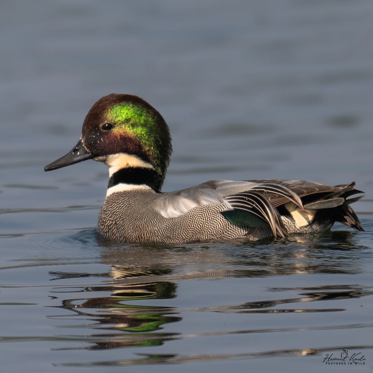Feathers in Wild_Hemant Kirola tweet media