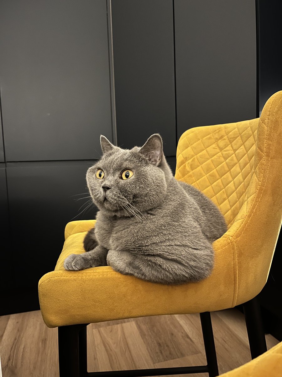 LucaBritishBlue's tweet photo. When you’ve been waiting on the fried breakfast getting made and they had muesli 🐾 

#CatsOnX #Xcats https://t.co/2HWDZr5L7c